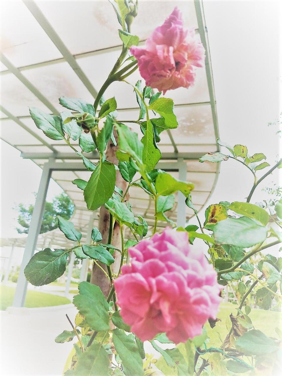 The White Garden Premier Saraburi Otel Ban Dao Ruang  Dış mekan fotoğraf